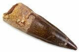 Fossil Spinosaurus Tooth - Real Dinosaur Tooth #374000-1